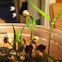 Bell pepper seedlings