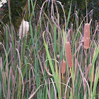cattails