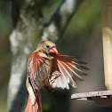 Northern Cardinal