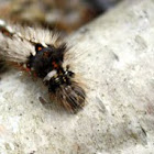 Caterpillar