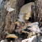 Tree Fungi
