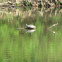 Red Ear Slider