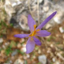 Crocus sp