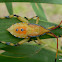 Eucalyptus Tip Bug