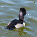 Ringneck Duck