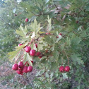Hawthorn