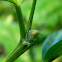 spittlebug