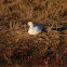 Snow Goose