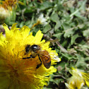 Honey Bee