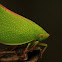 Flatid Planthopper (Torpedo Bug) Siphanta acuta