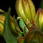 Praying mantis