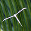 Pterophoridae moth