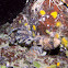 Decorated Warbonnet
