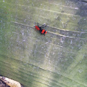 Eastern Velvet Ant