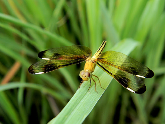 Project dragonfly