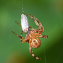 Arabesque orbweaver vs. leafhopper