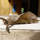 Mariposa fantasma (Ghost moth)