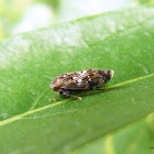 Leafhopper