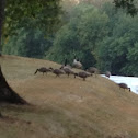 Canada Goose