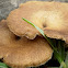 Hongo (Mushroom)