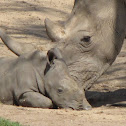 White Rhinoceros mother and child