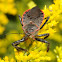 Bee assassin