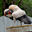 King Vulture