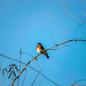 Eastern bluebird