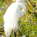 Great Egret