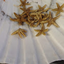 Star fish