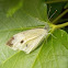 Small White Butterfly