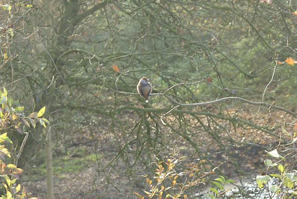 Spotting Image 1