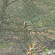Hawfinch (Female)