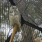 Spotted Eagle-Owl