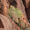 Boab Tree