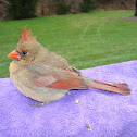 Cardinal