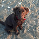 Chocolate Lab