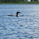 Common Loon