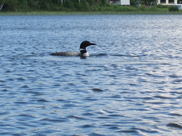 Spotting Image 1