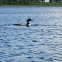 Common Loon