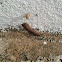 Snail