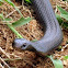 Red Belly Black Snake