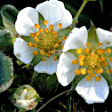 Wild strawberry