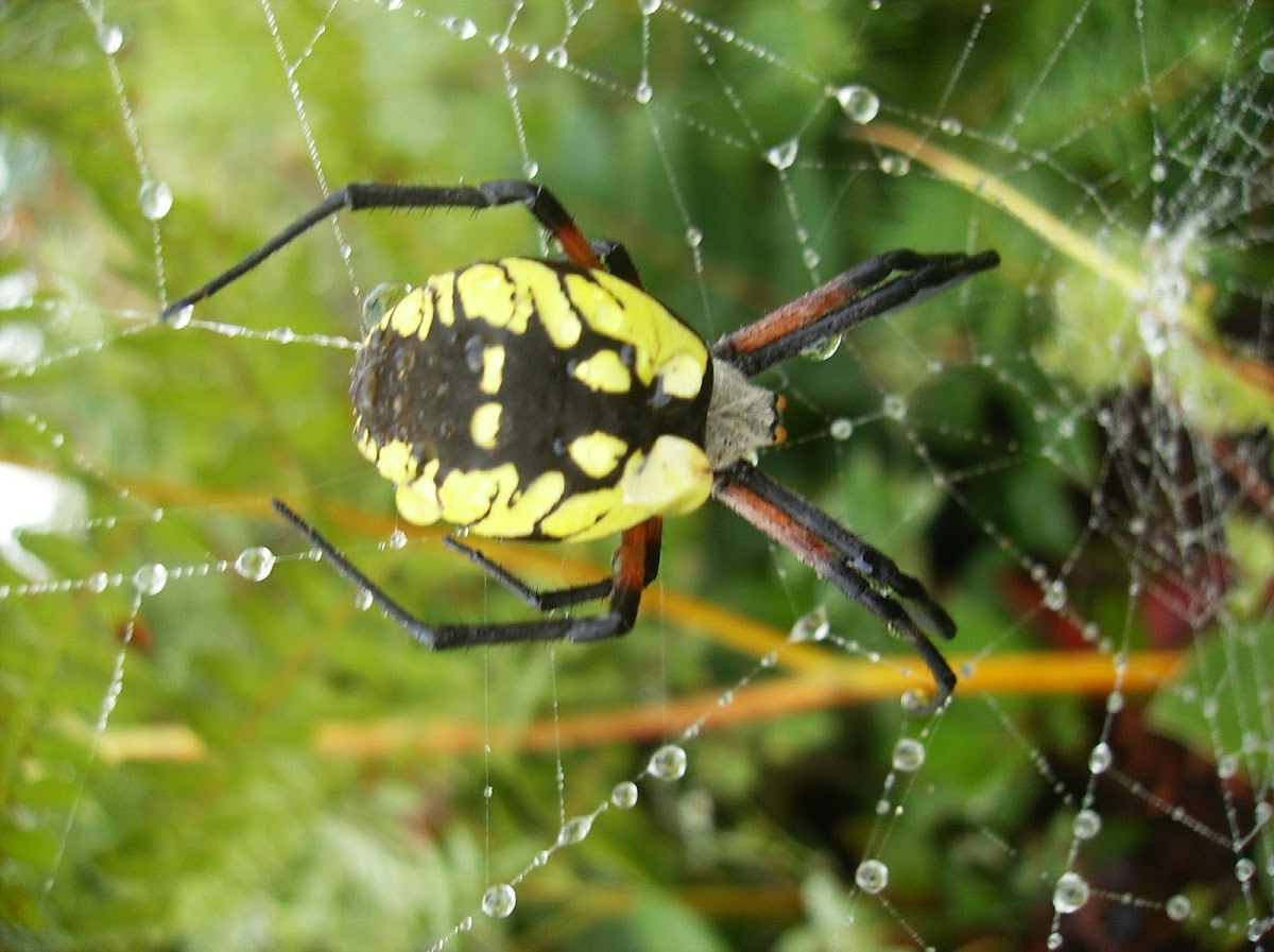 Black and Yellow Garden Spider