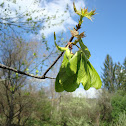 Maple