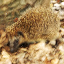 European Hedgehog