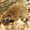 European Hedgehog
