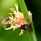 Hover Fly