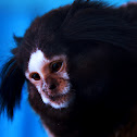 Marmoset