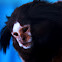 Marmoset